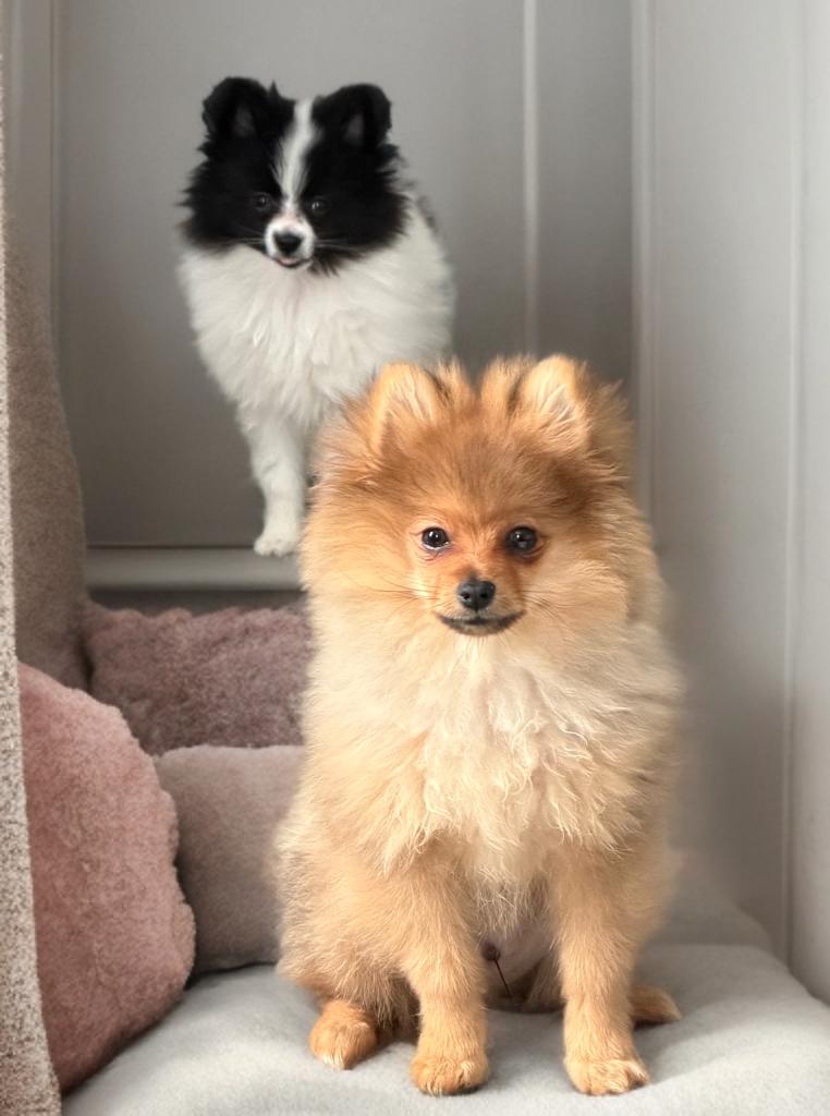 Romeo, Adoptable, Puppy Male Pomeranian.