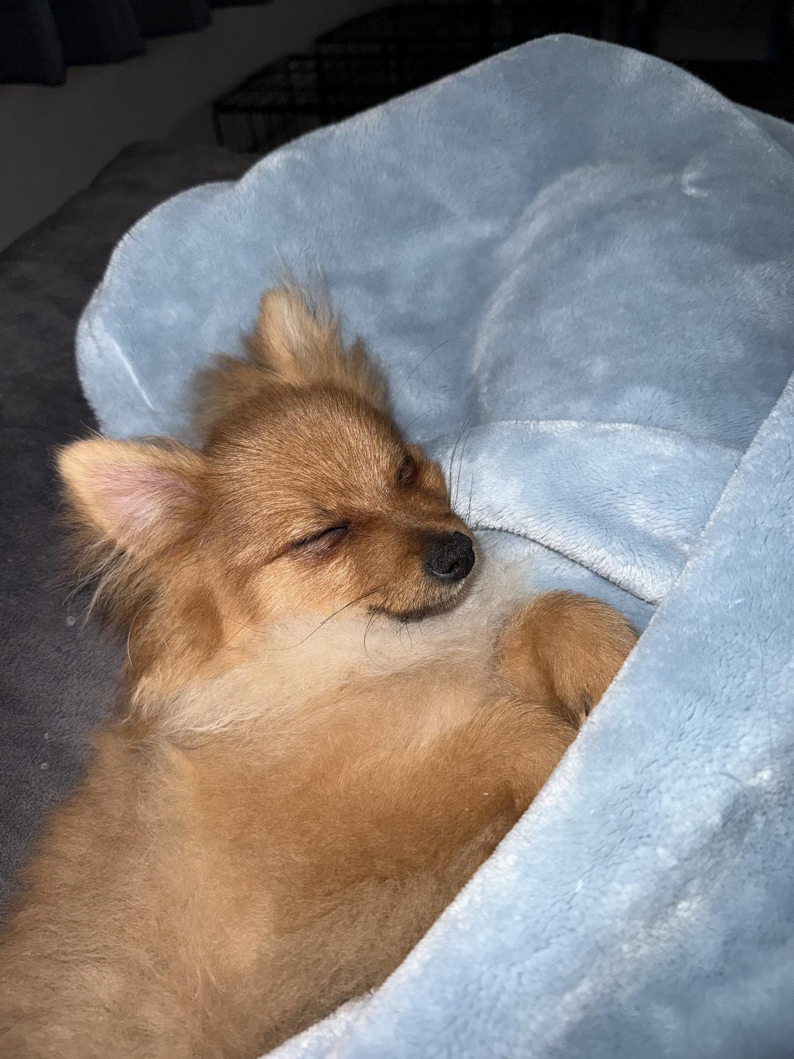 Enlarge Romeo, a Adoptable Pomeranian in Tonawanda, NY image 3/3