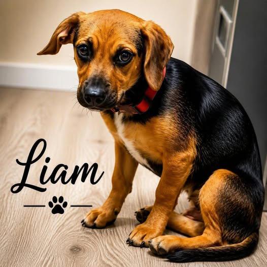 Liam photo