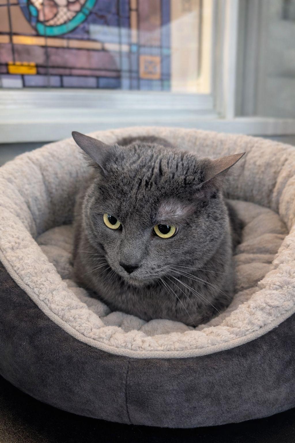 Enlarge Greyson, an adopted mixed breed in Mabank, TX image 1/1