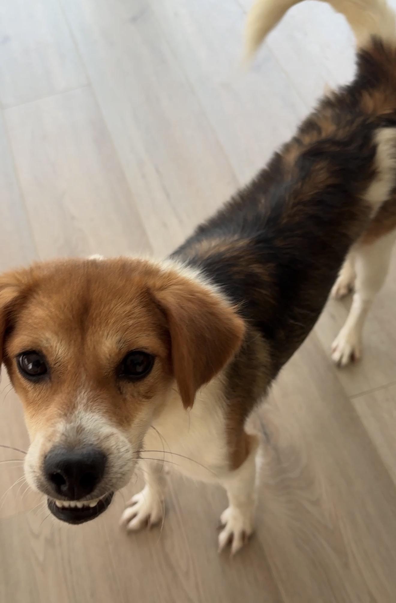 Enzo, a ADOPTABLE Mixed Breed in Markham, ON image 3/3