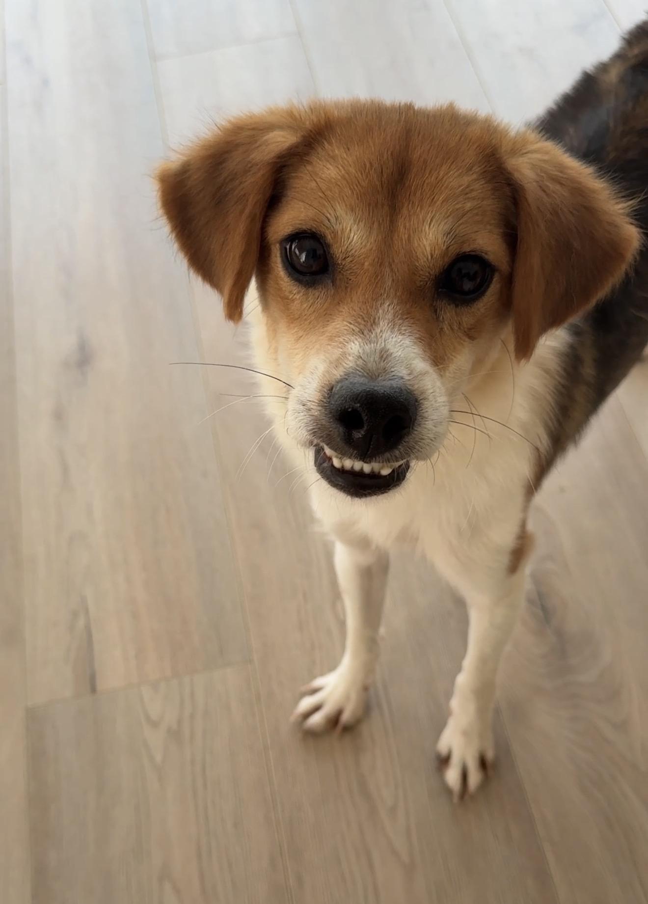 Enzo, a ADOPTABLE Mixed Breed in Markham, ON image 1/3