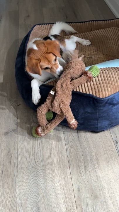 Enlarge Enzo, a ADOPTABLE Mixed Breed in Markham, ON video 2/4