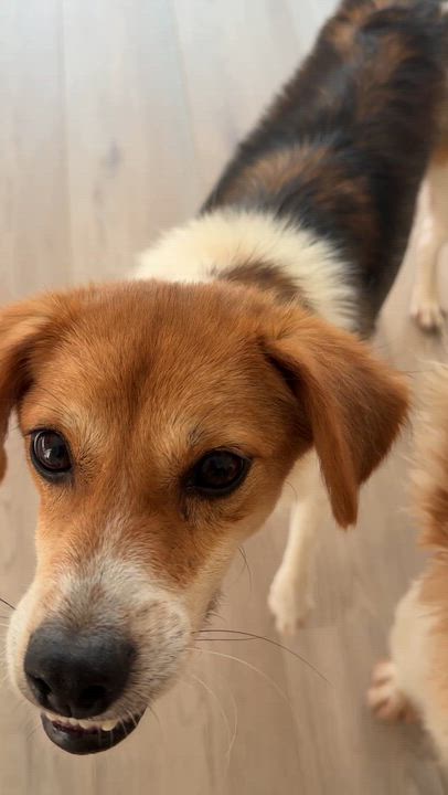 Enlarge Enzo, a ADOPTABLE Mixed Breed in Markham, ON video 2/3