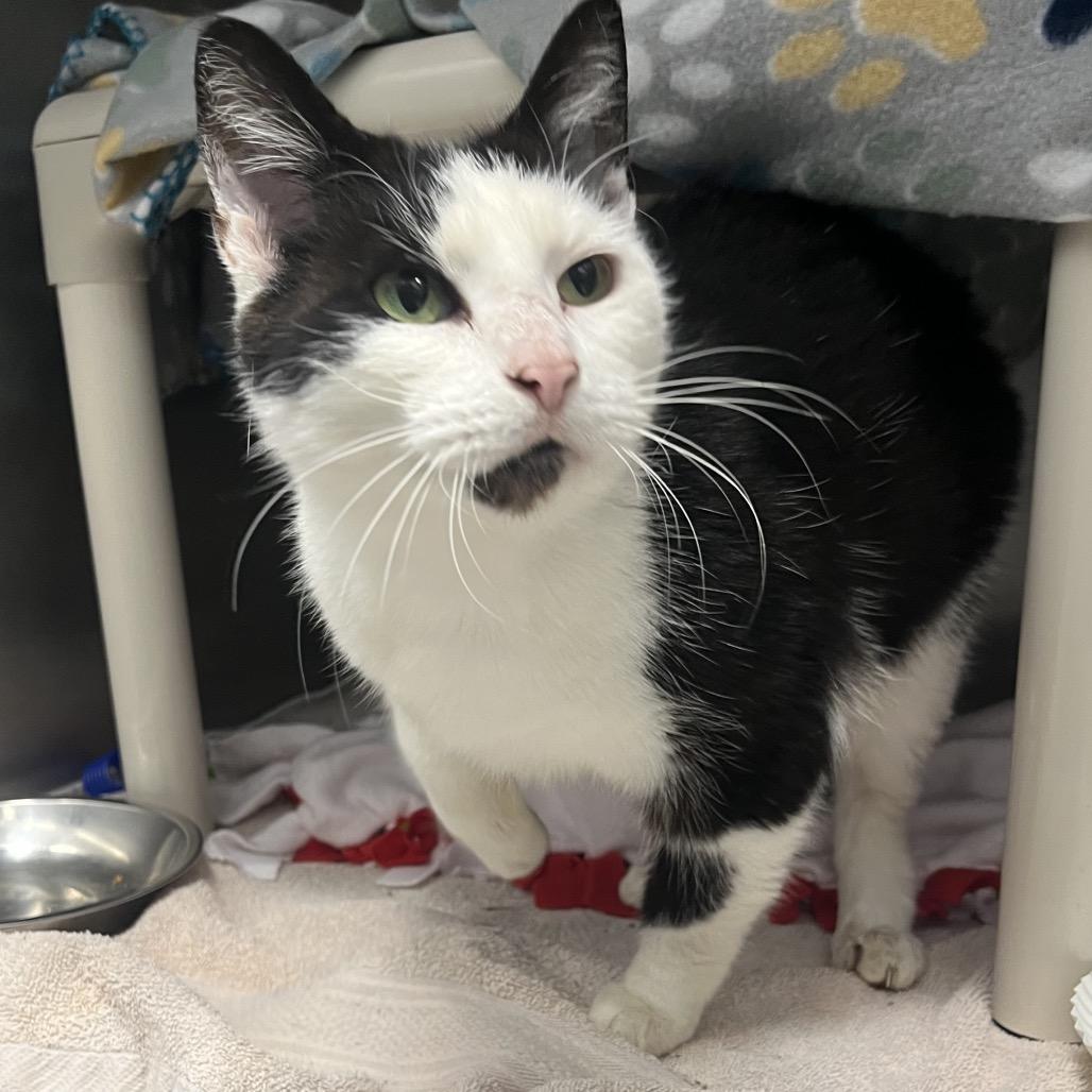 Duck, Adoptable, Adult Female Domestic Short Hair.