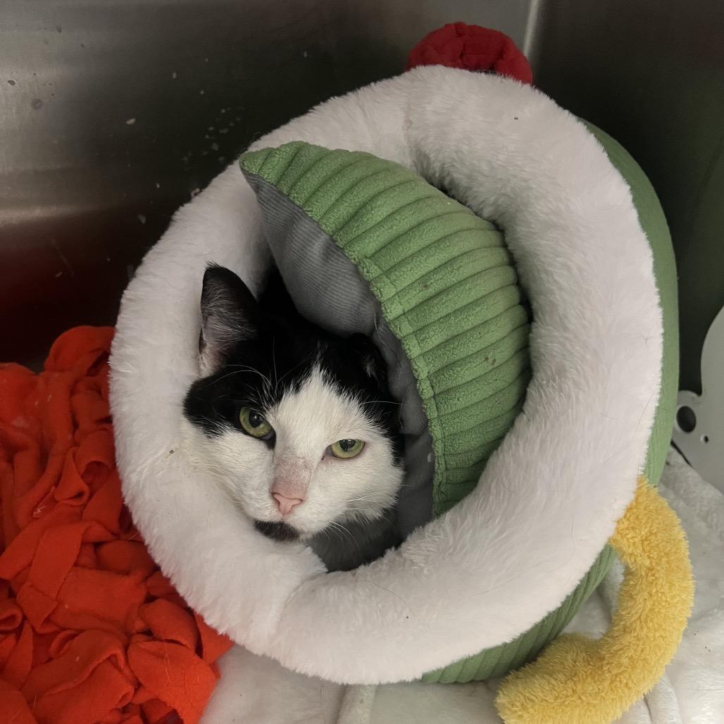 Enlarge Duck, a Adoptable Domestic Short Hair in Fort Wayne, IN image 2/2