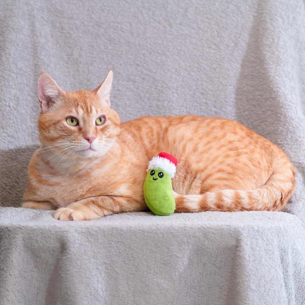 Chubby Cheeks, Adoptable, Adult Male Domestic Short Hair.