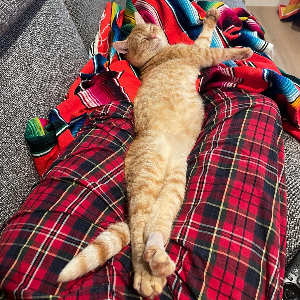 Enlarge Chubby Cheeks, a Adoptable Domestic Short Hair in Sunnyvale, CA image 2/5