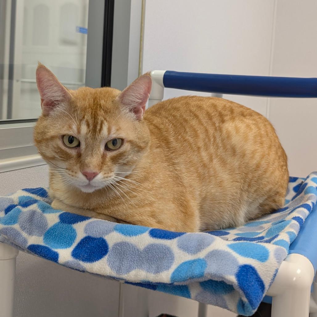 Enlarge Chubby Cheeks, a Adoptable Domestic Short Hair in Sunnyvale, CA image 4/5