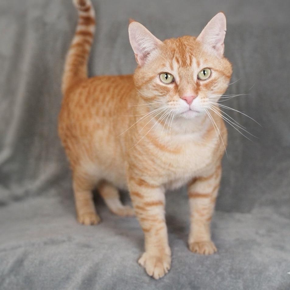 Enlarge Chubby Cheeks, a Adoptable Domestic Short Hair in Sunnyvale, CA image 5/5