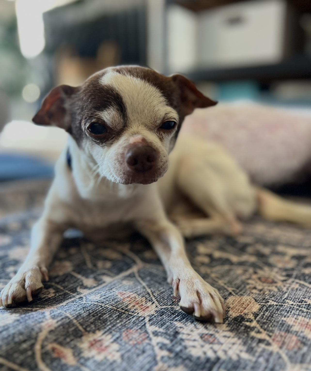 Herbie, Adopted, Senior Male Chihuahua.
