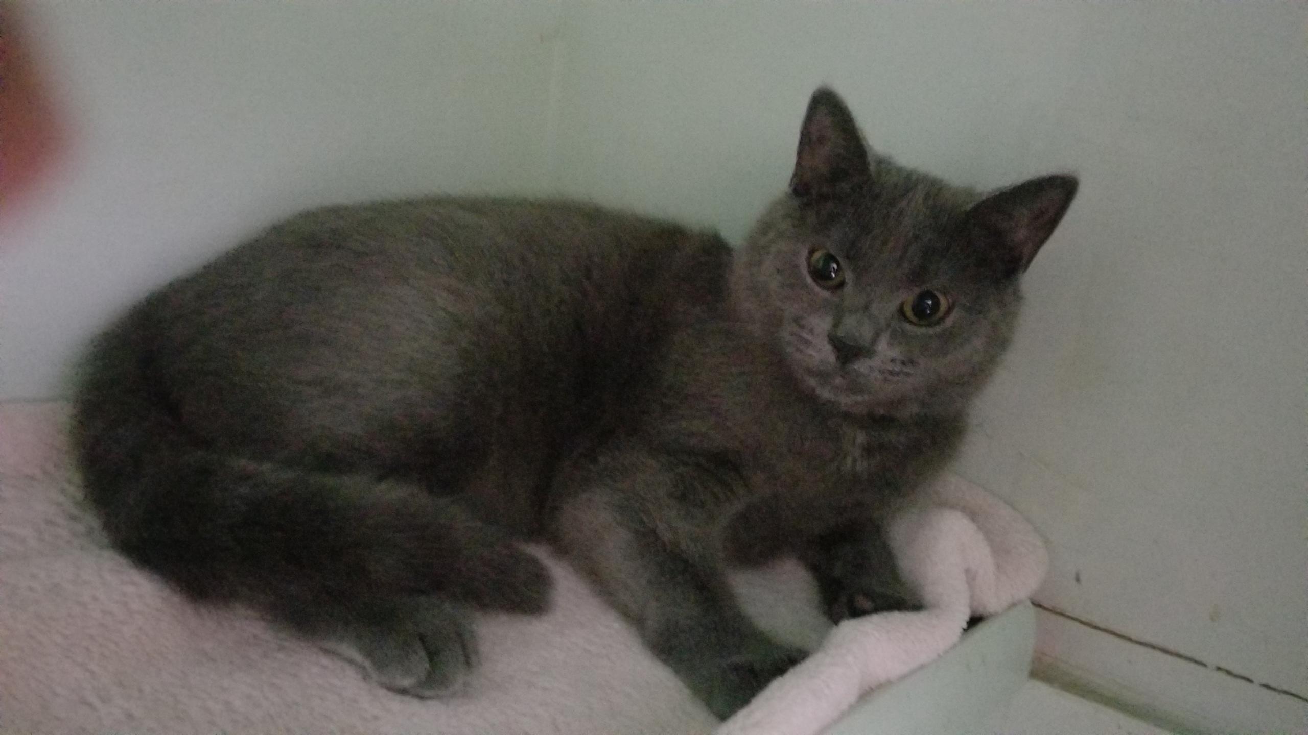 BELLE, ADOPTABLE, Kitten Female Russian Blue.