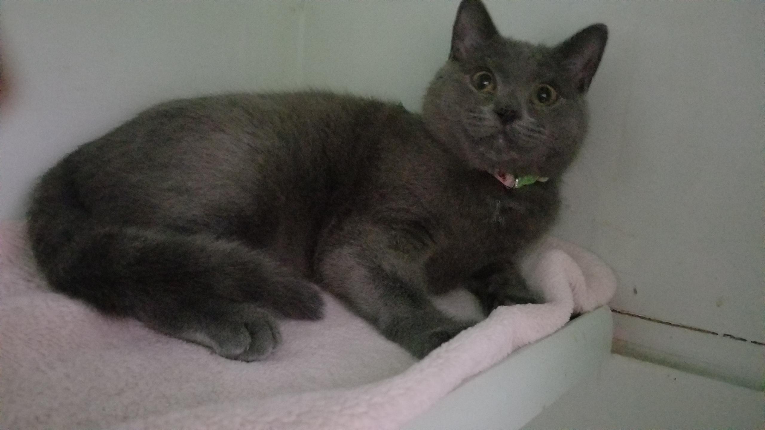 BELLE, a ADOPTABLE mixed breed image 4/6