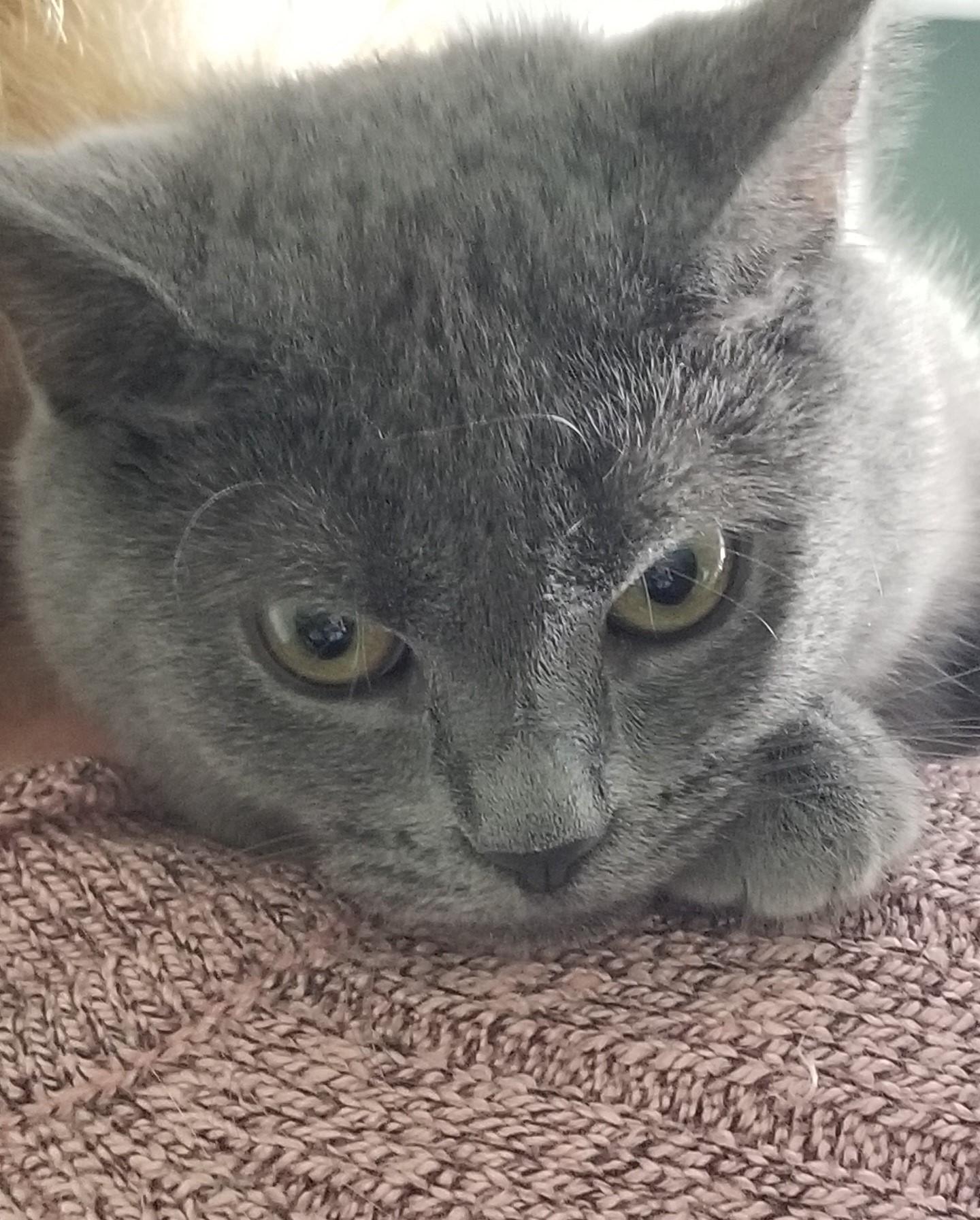 BELLE, a ADOPTABLE mixed breed image 5/6