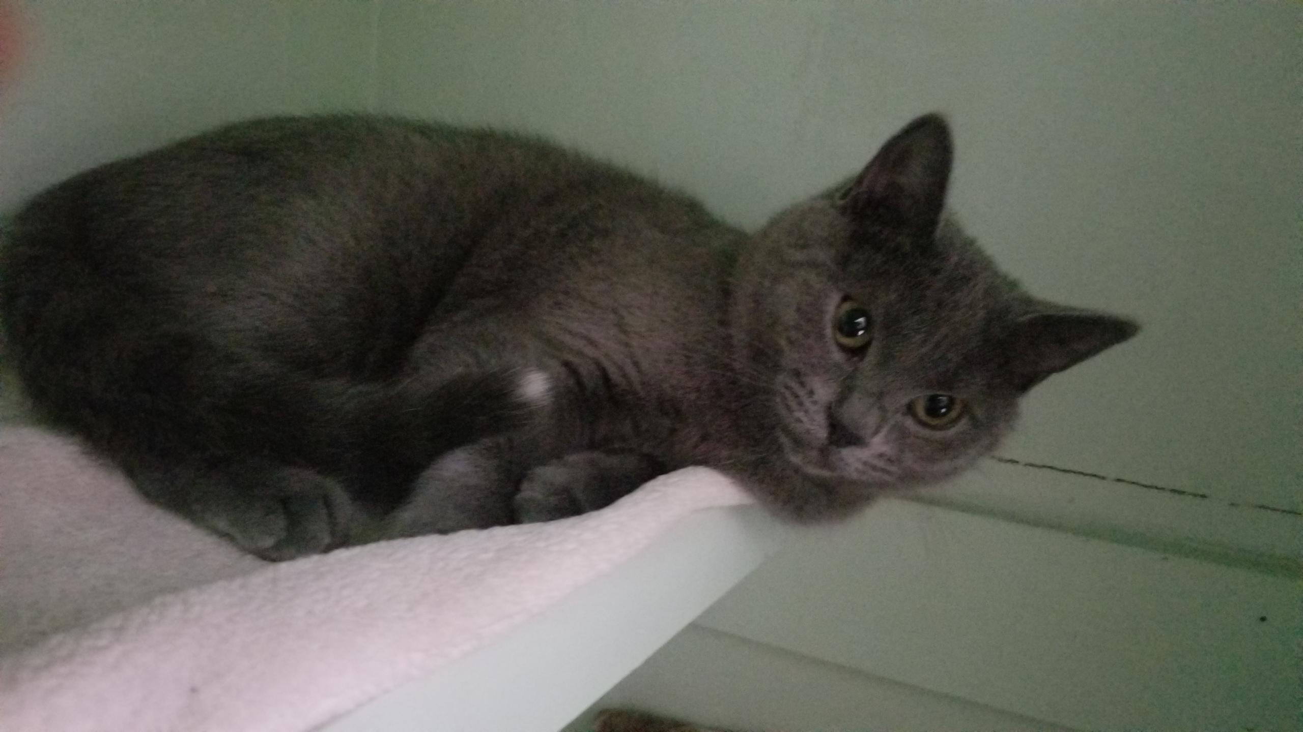 BELLE, a ADOPTABLE mixed breed image 6/6