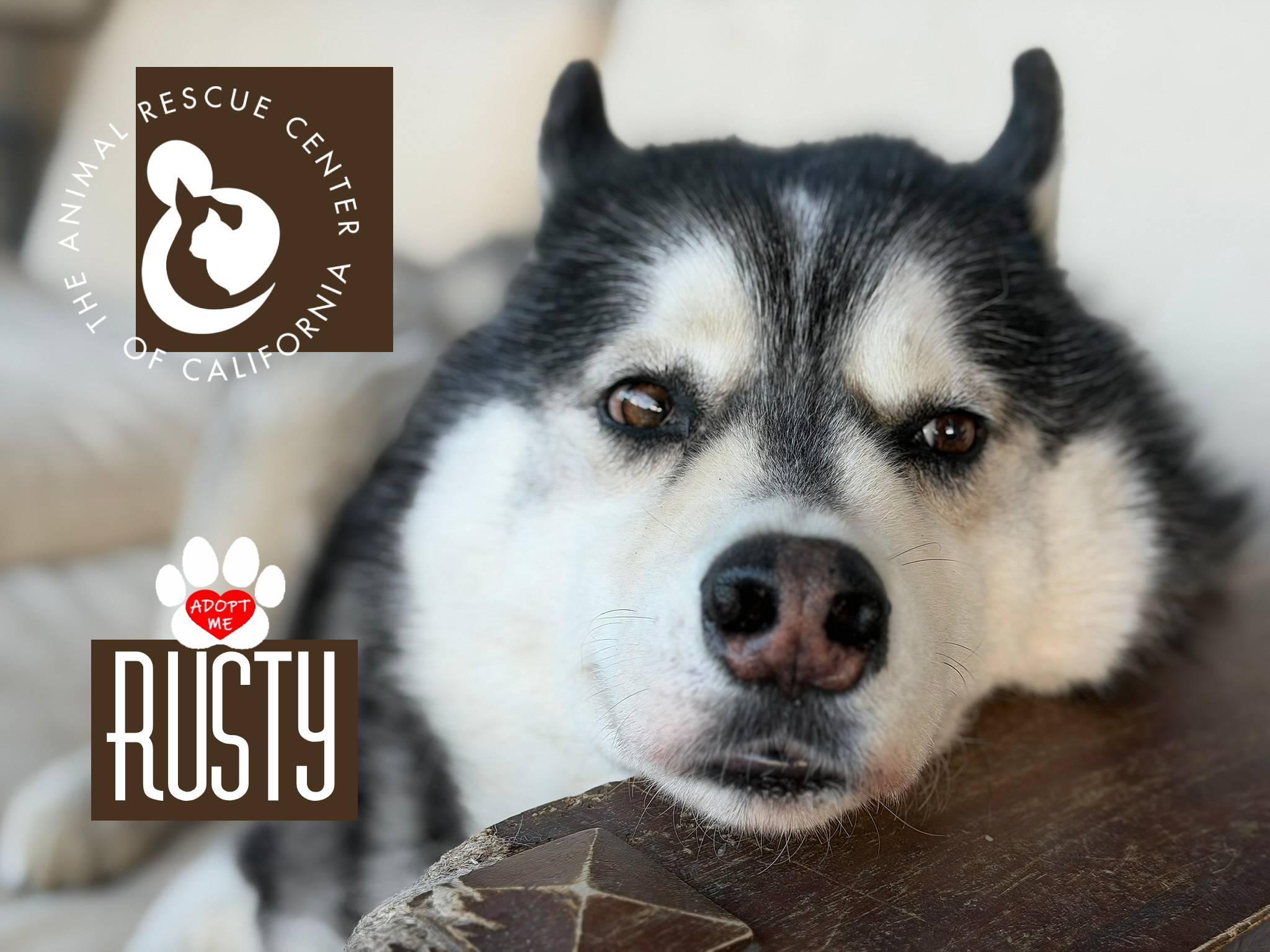 Enlarge Rusty, a Adoptable mixed breed in Coachella, CA image 1/2