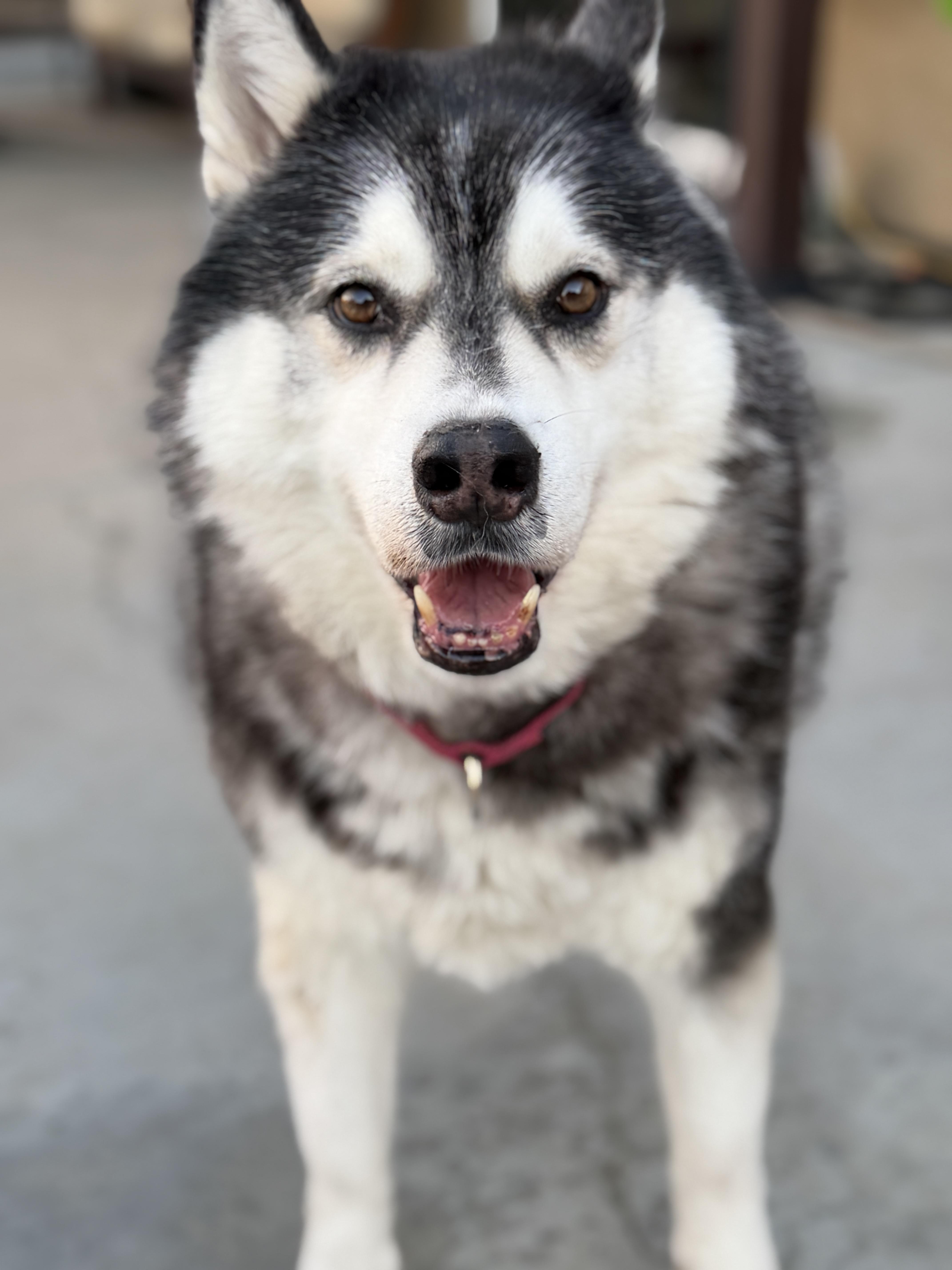 Enlarge Rusty, a Adoptable mixed breed in Coachella, CA image 4/4