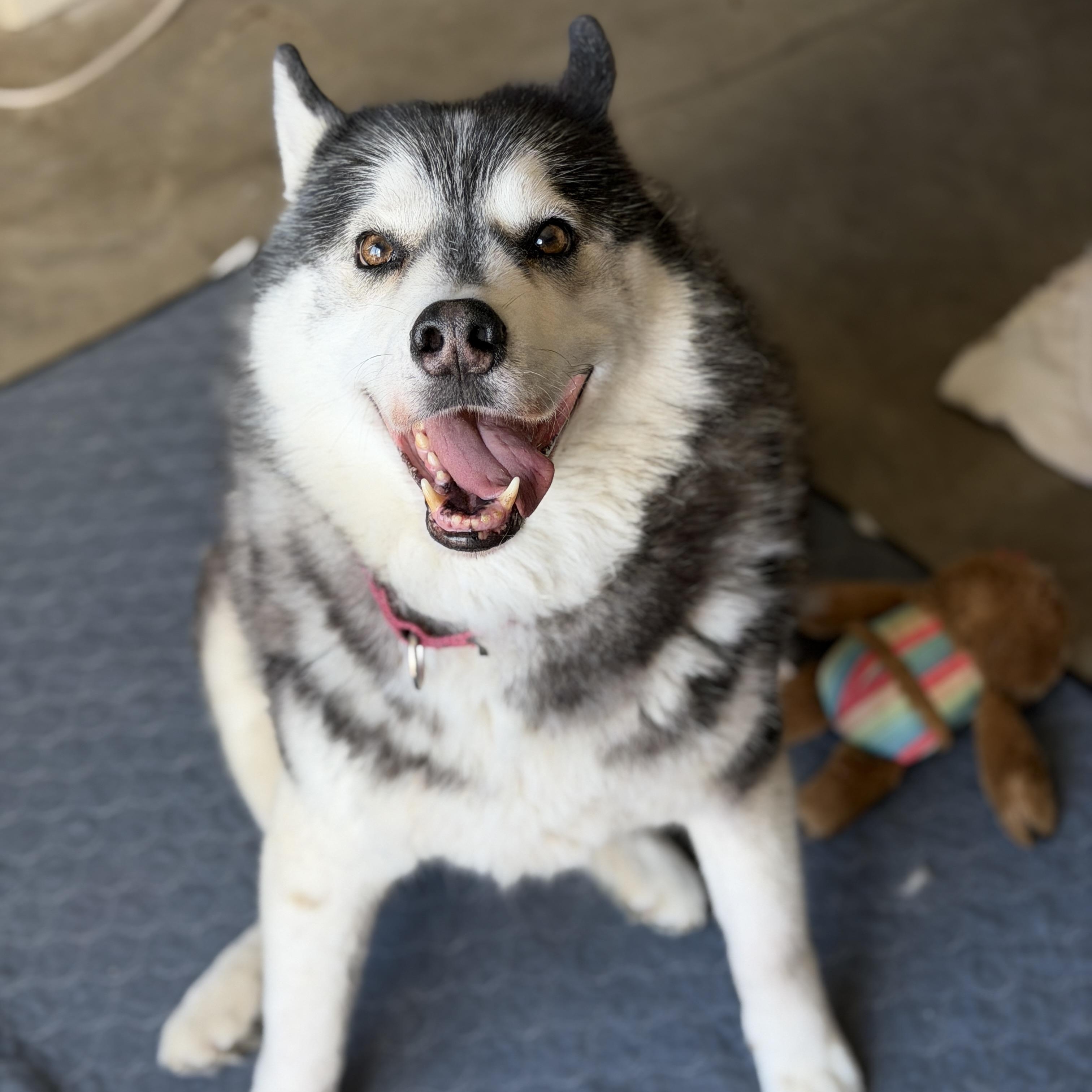 Enlarge Rusty, a Adoptable mixed breed in Coachella, CA image 1/3