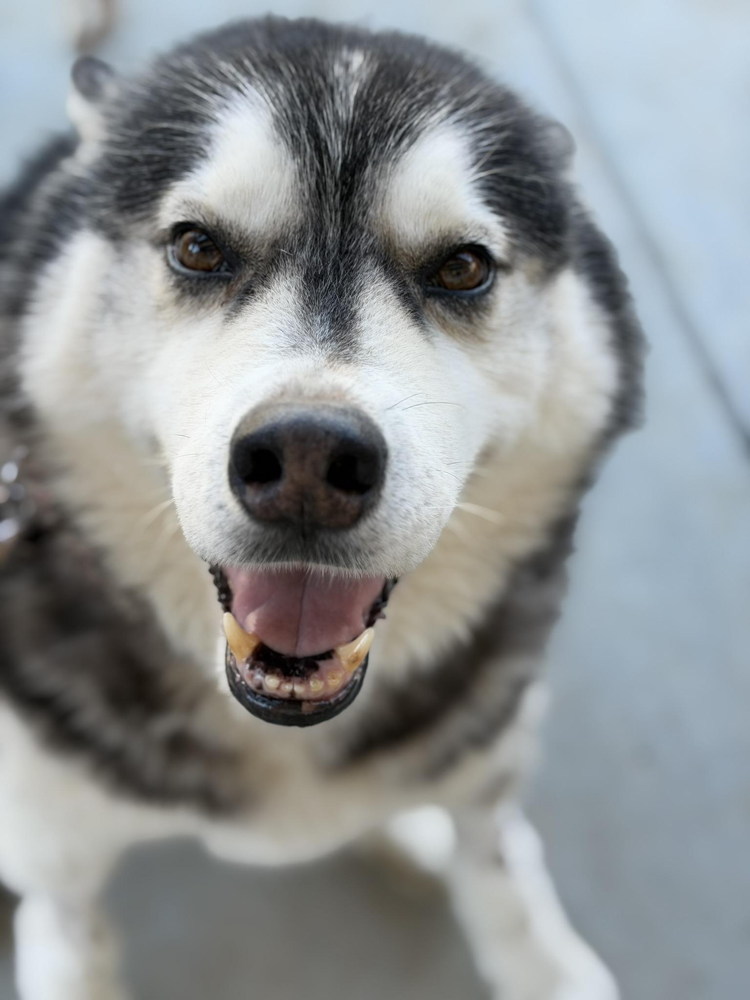 Rusty, Adoptable, Adult Male Husky & Alaskan Malamute.