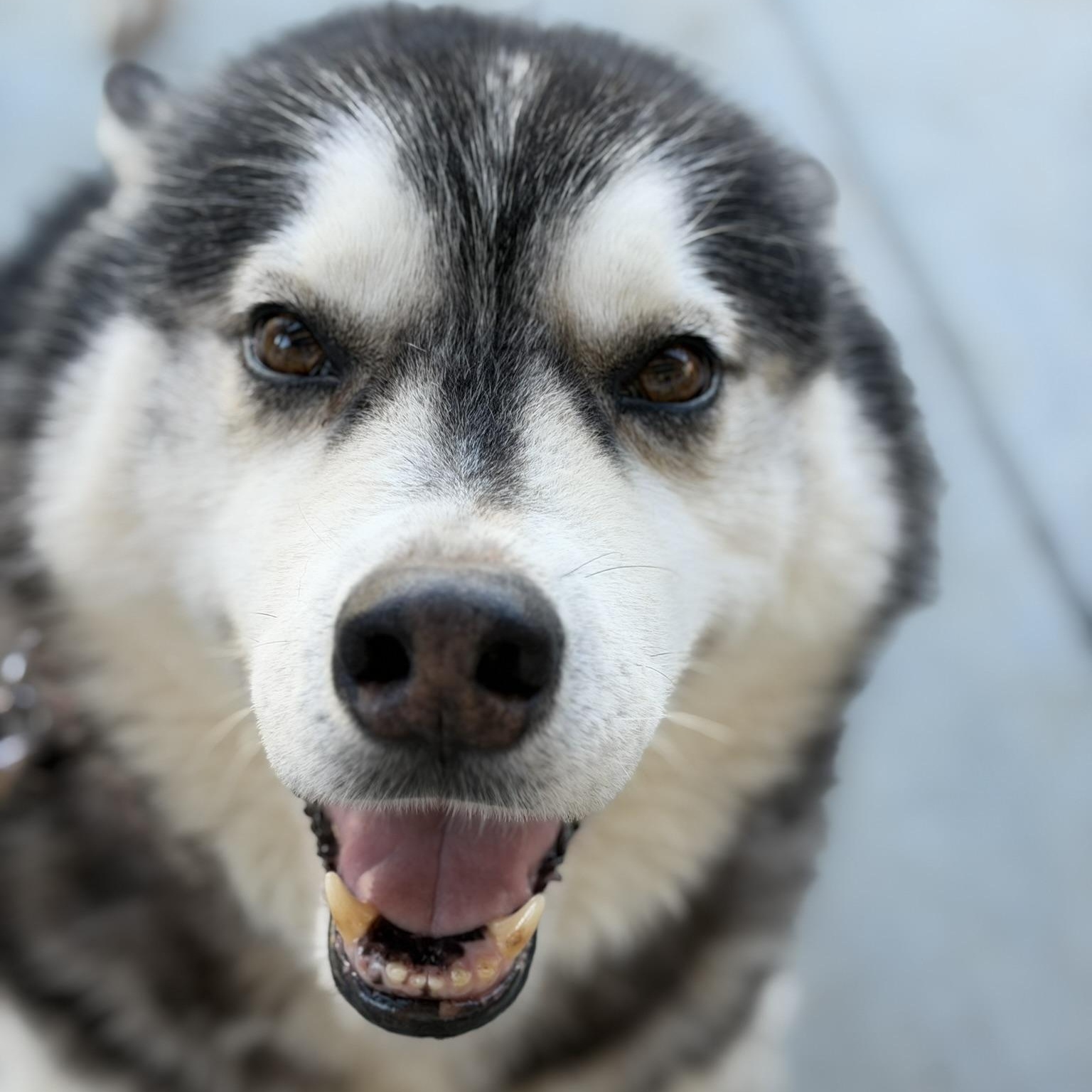 Enlarge Rusty, a Adoptable mixed breed in Coachella, CA image 2/2