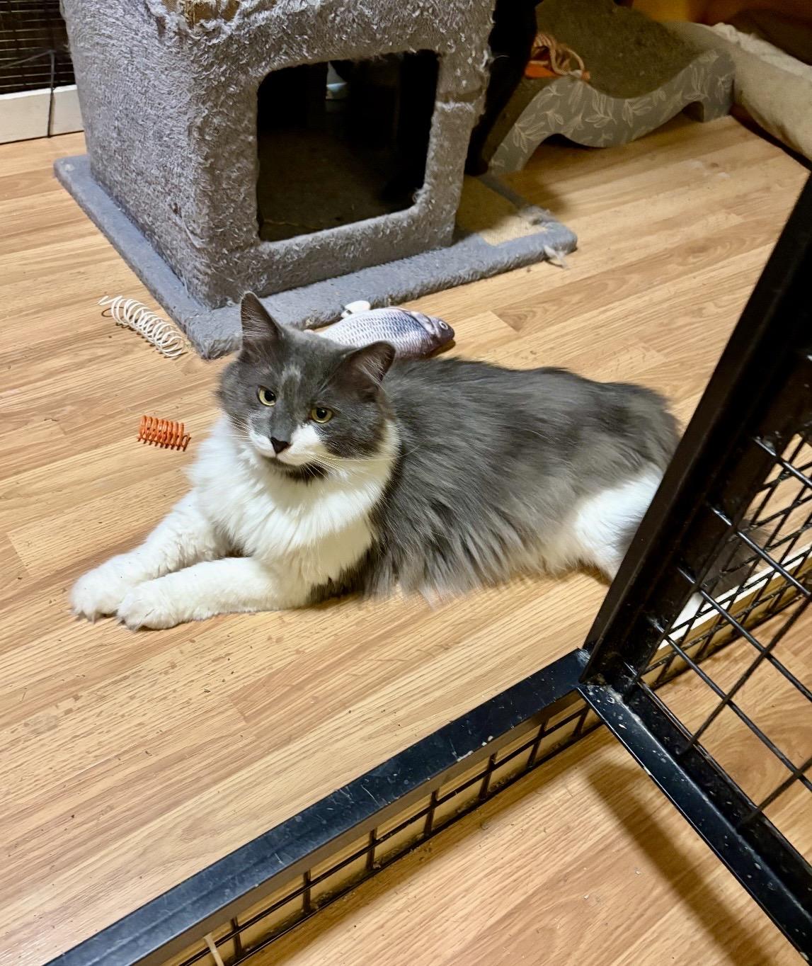 Tiller-Pet Valu Brampton, adopted, Adult Male Domestic Short Hair.