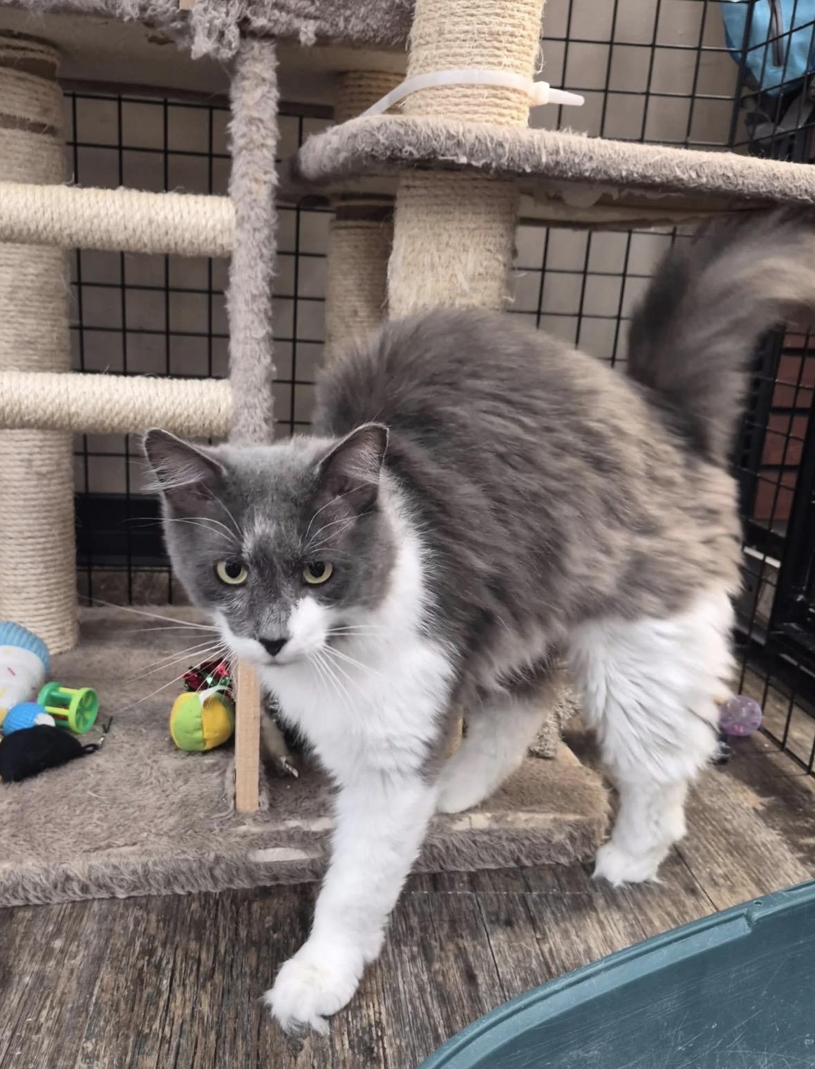 Enlarge Tiller-Pet Valu Brampton, an adopted Domestic Short Hair in Mississauga, ON image 4/6