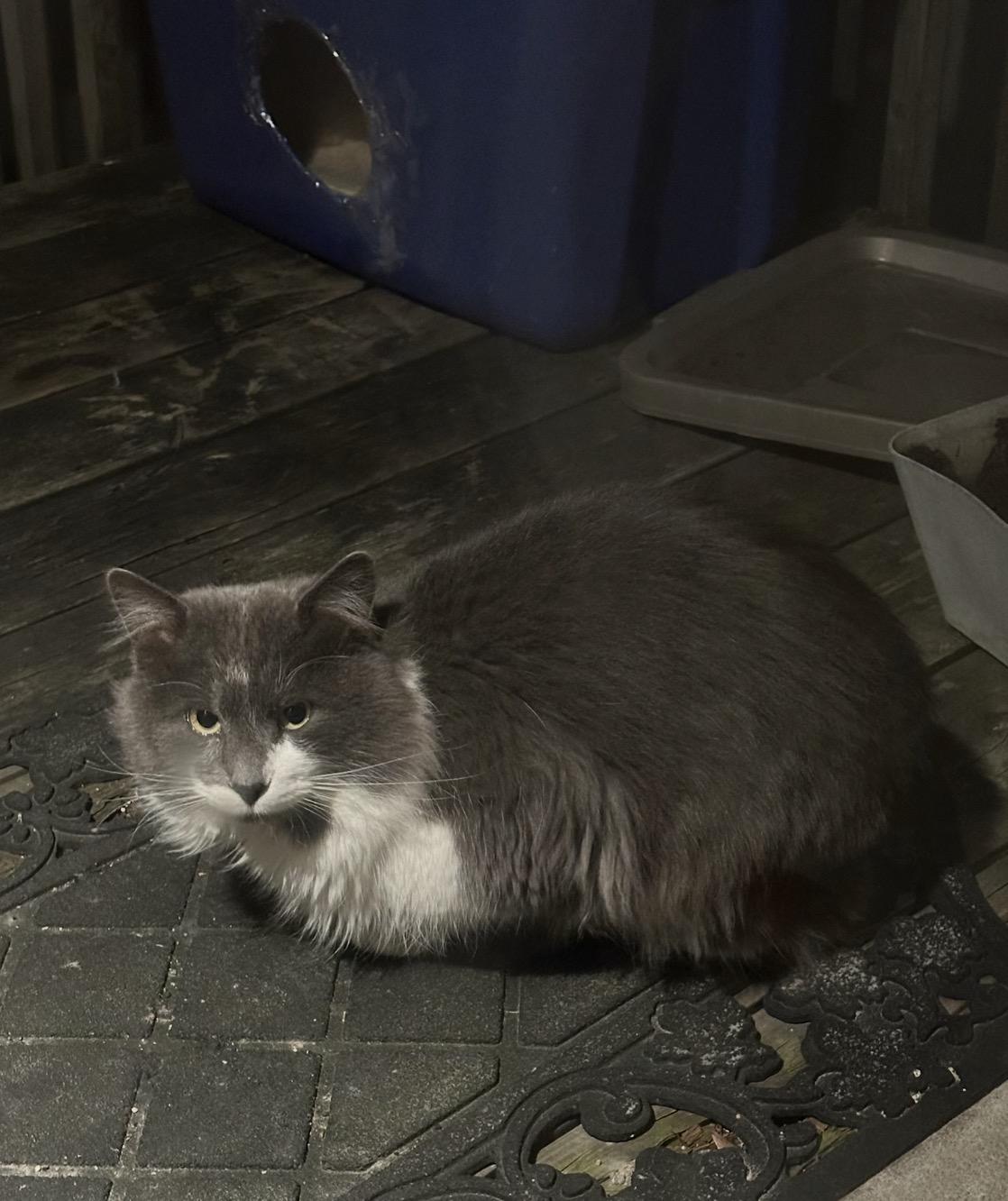 Enlarge Tiller-Pet Valu Brampton, an adopted Domestic Short Hair in Mississauga, ON image 3/6