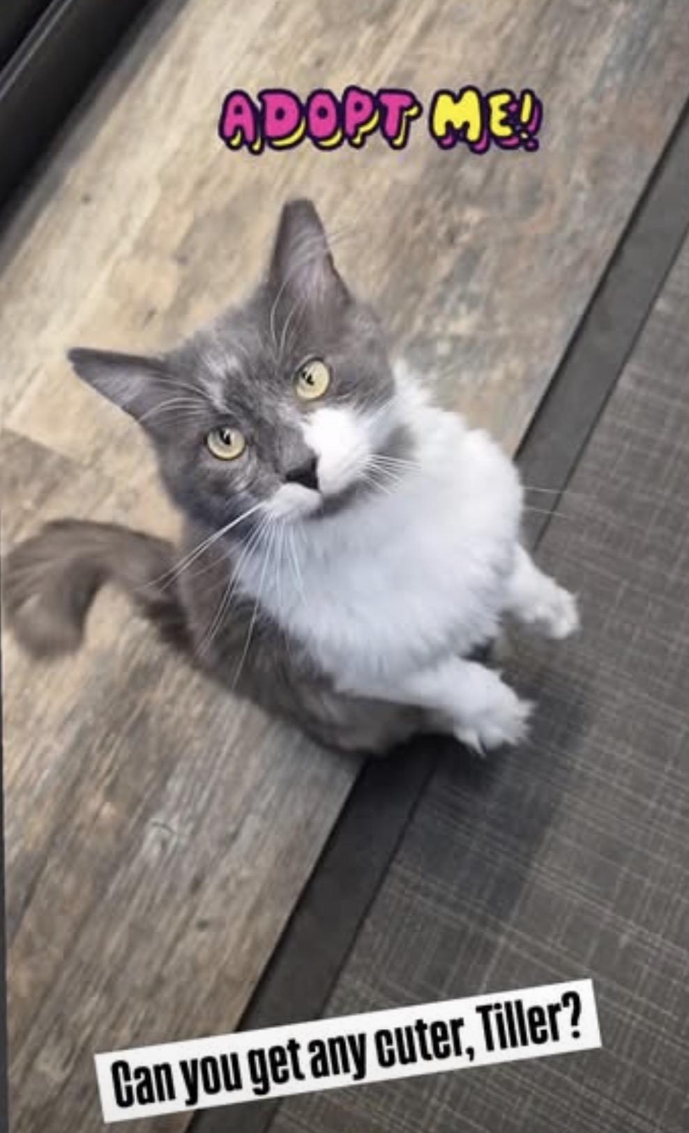Enlarge Tiller-Pet Valu Brampton, an adopted Domestic Short Hair in Mississauga, ON image 2/6