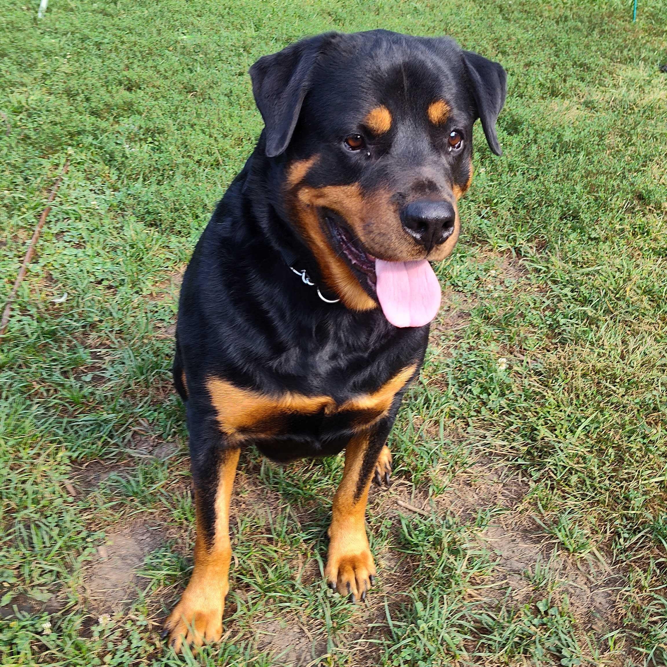 Caesar, Adoptable, Adult Male Rottweiler.