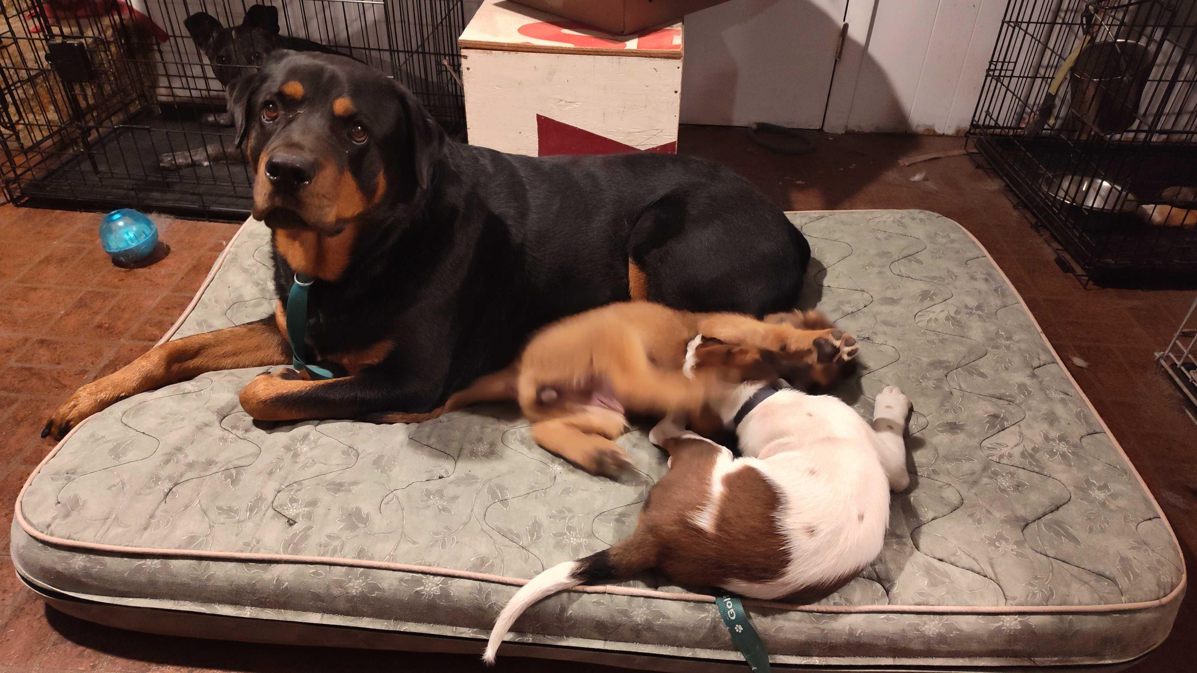 Caesar, a Adoptable Rottweiler in Addison, IL image 5/6