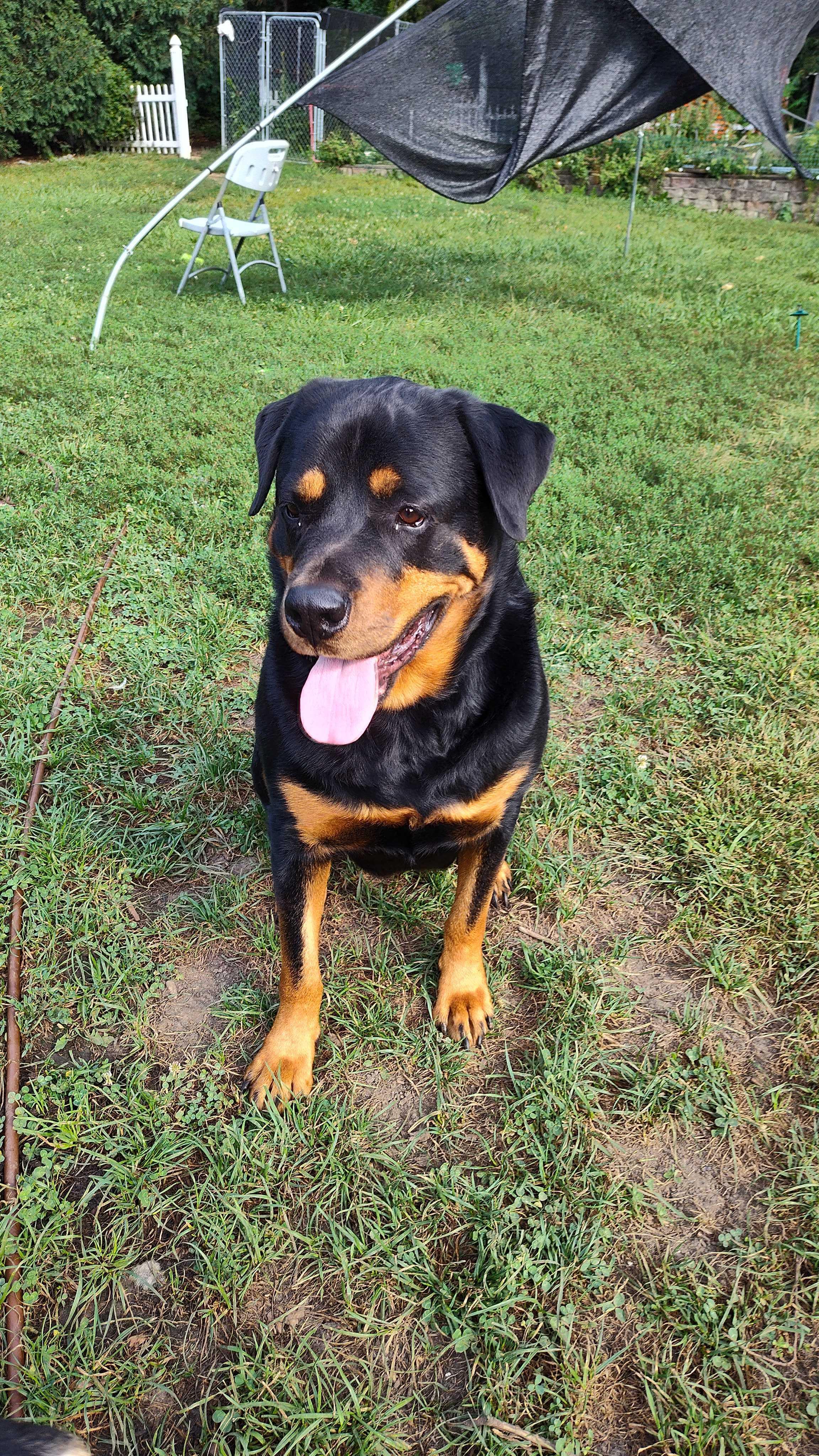 Caesar, a Adoptable Rottweiler in Addison, IL image 3/6