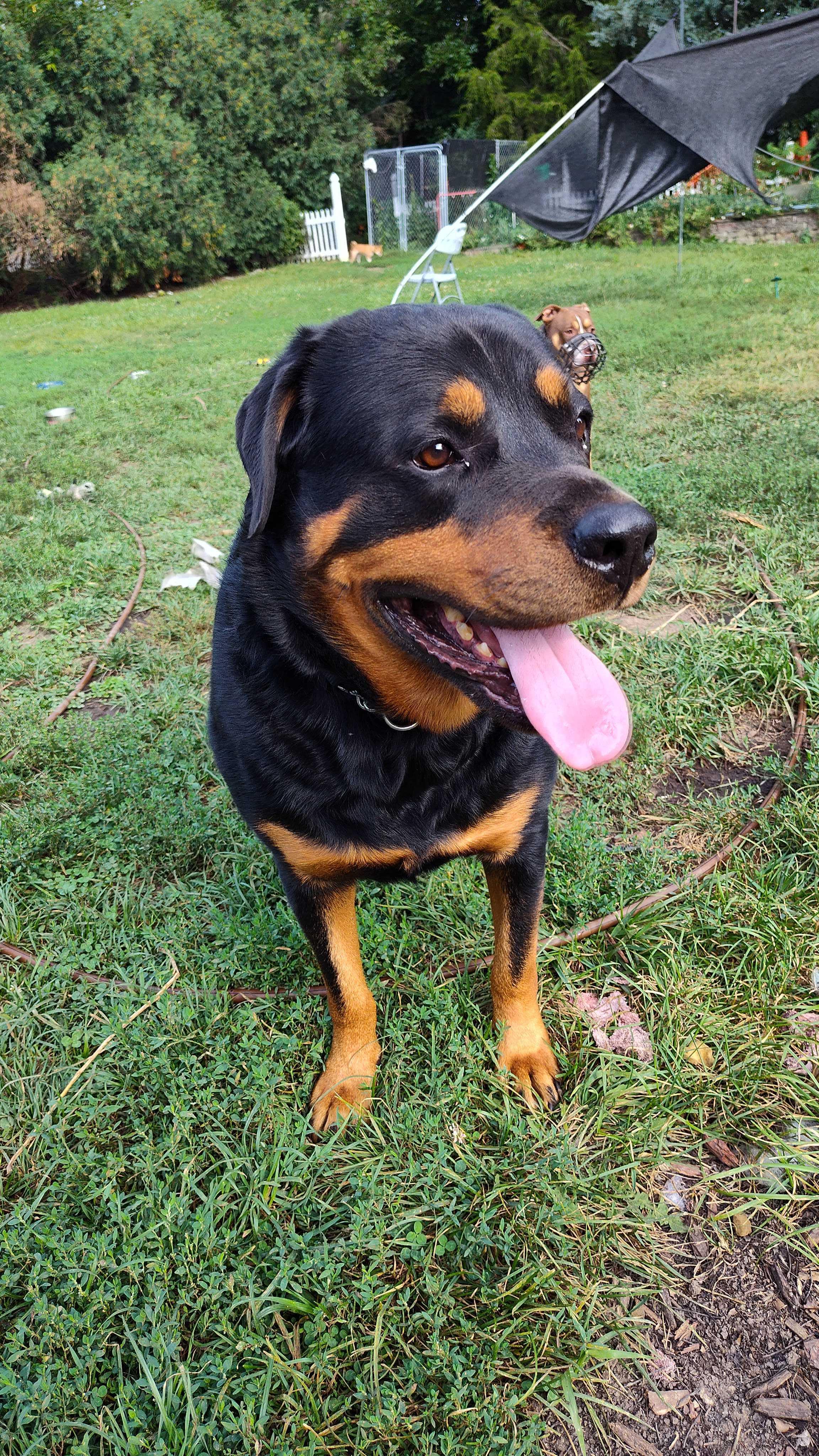 Caesar, a Adoptable Rottweiler in Addison, IL image 4/6
