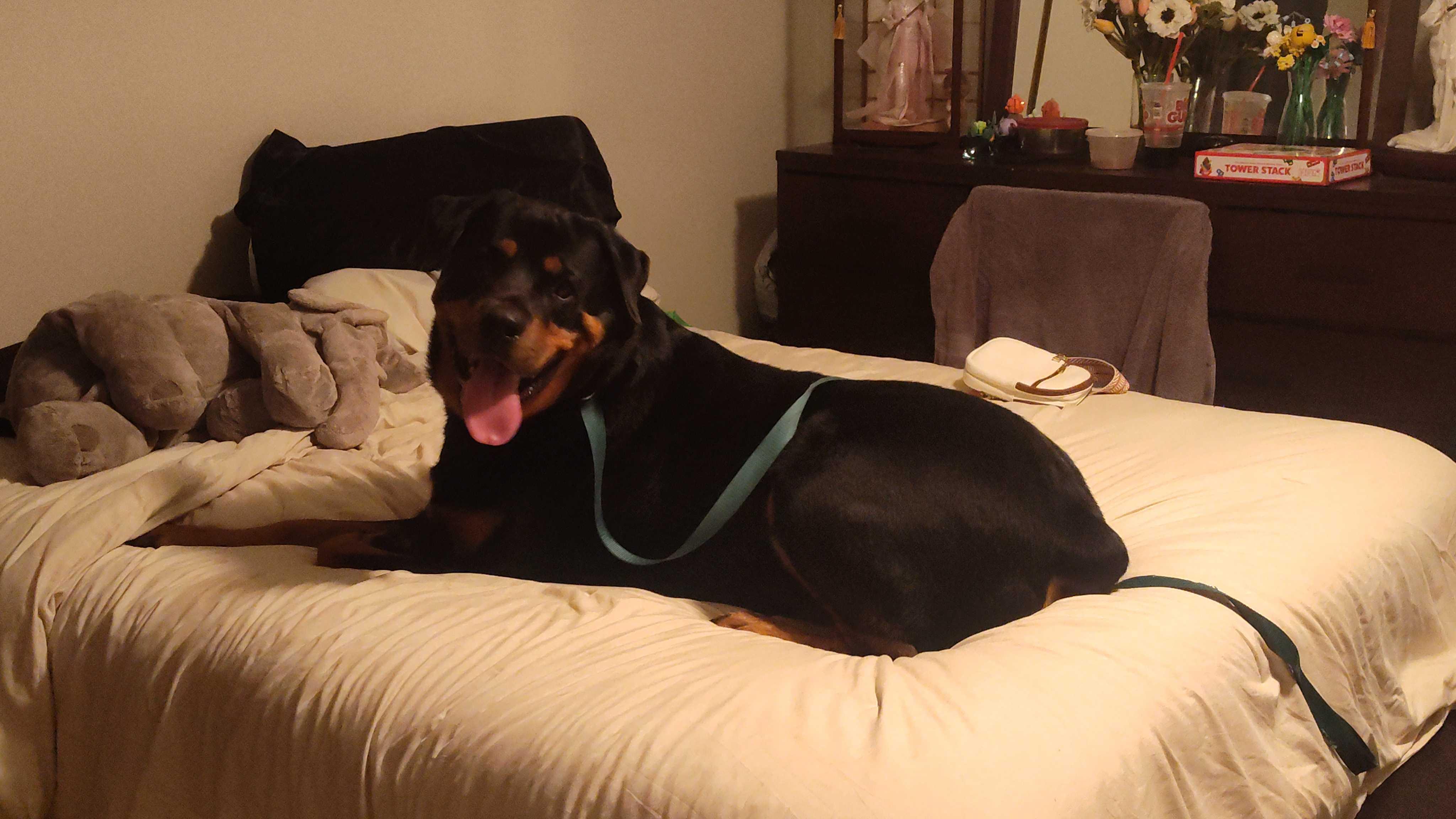 Caesar, a Adoptable Rottweiler in Addison, IL image 2/6