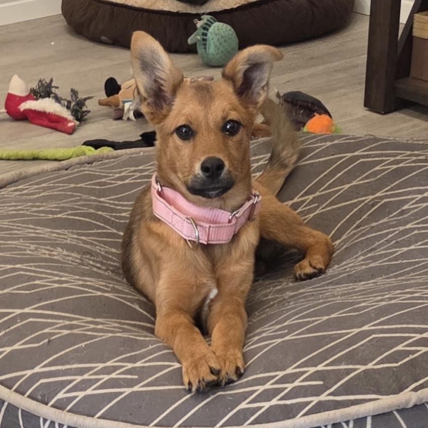 Enlarge Lucy, a ADOPTABLE mixed breed in Fort Collins, CO image 2/4