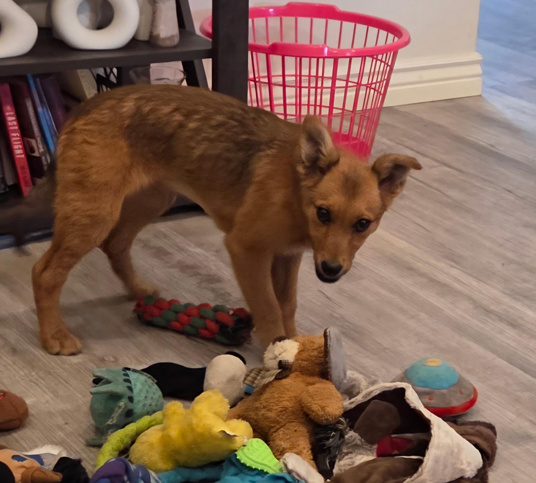 Enlarge Lucy, a ADOPTABLE mixed breed in Fort Collins, CO image 4/4