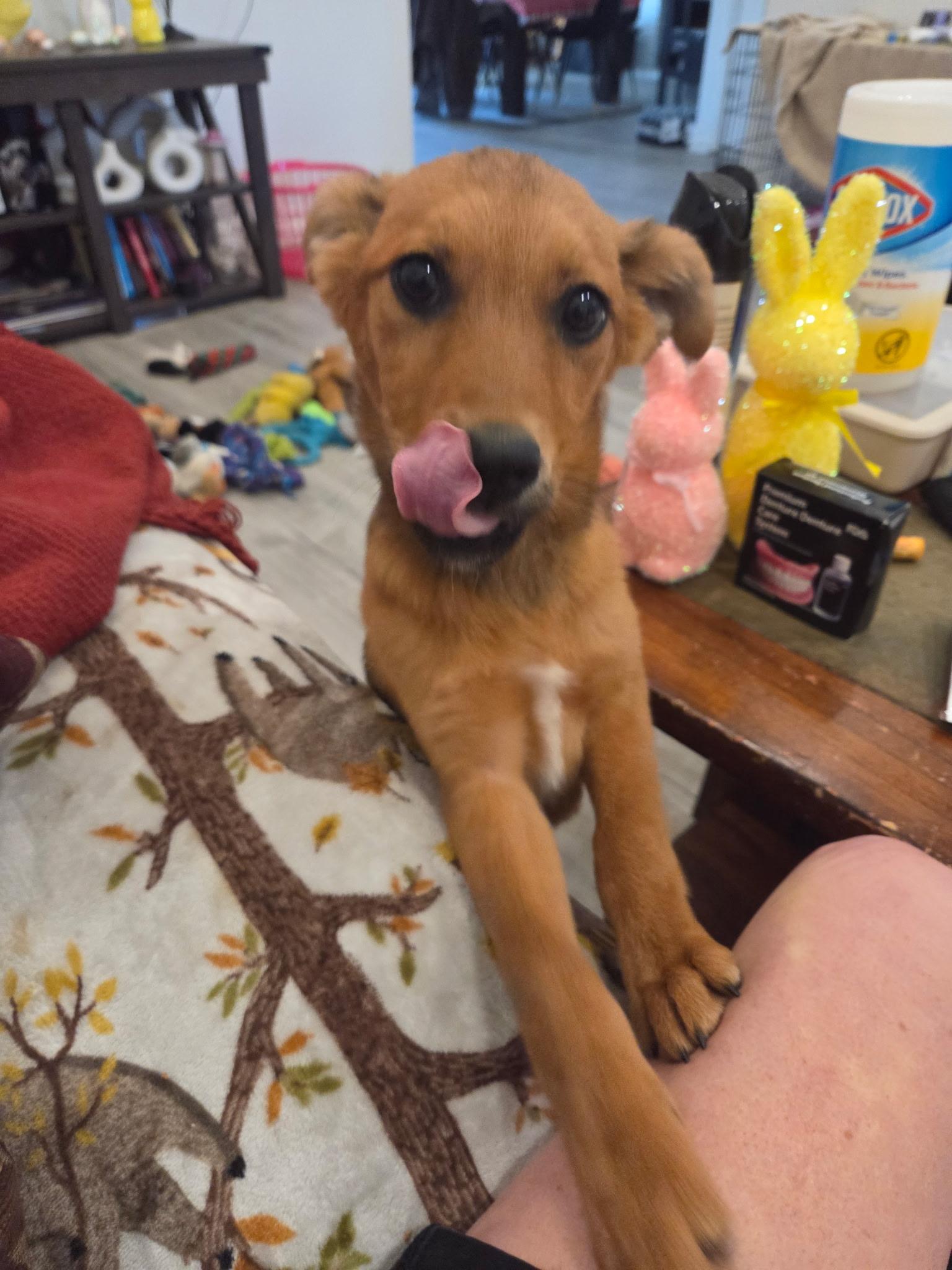 Enlarge Lucy, a ADOPTABLE mixed breed in Fort Collins, CO image 3/4