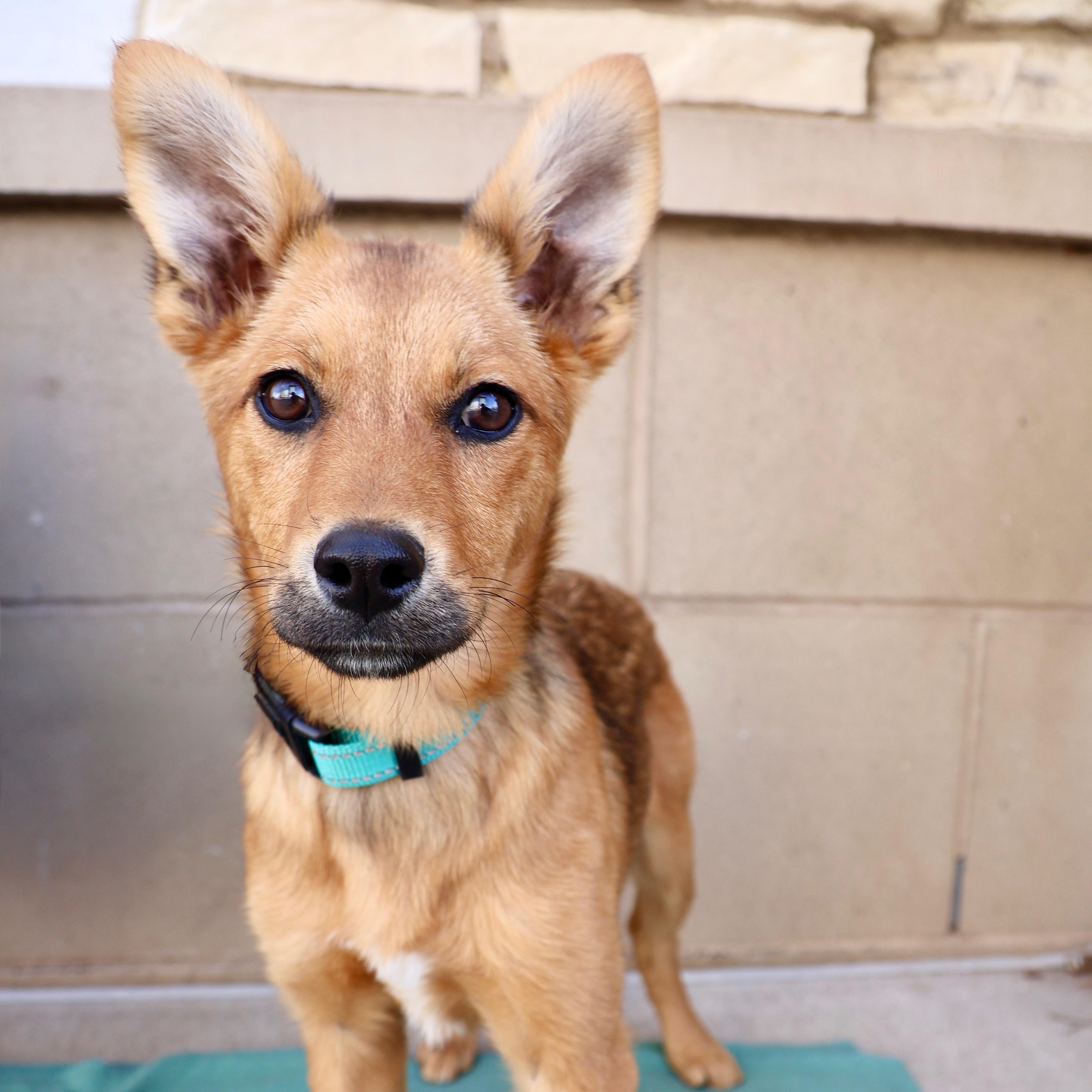 Lucy, ADOPTABLE, Puppy Female Shepherd.