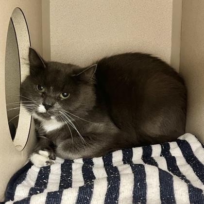 Enlarge Jet, a Adoptable mixed breed in Quakertown, PA image 1/2