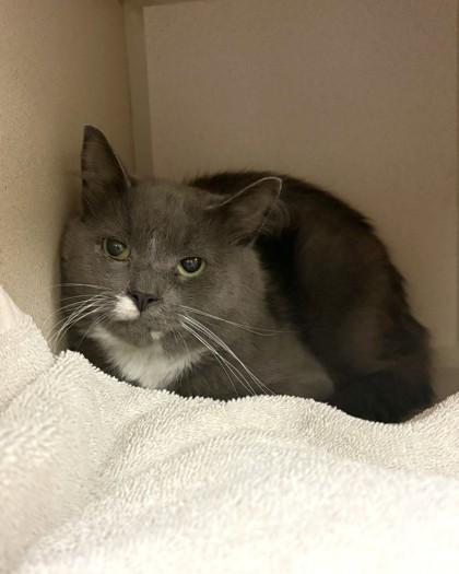 Enlarge Jet, a Adoptable mixed breed in Quakertown, PA image 2/2