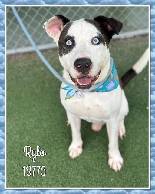 RYLO, a Adoptable mixed breed in Marietta, GA image 3/6