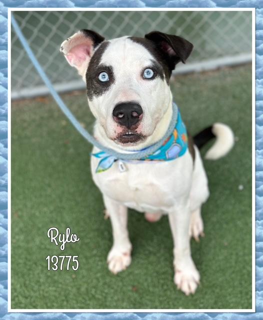 RYLO, a Adoptable mixed breed in Marietta, GA image 6/6