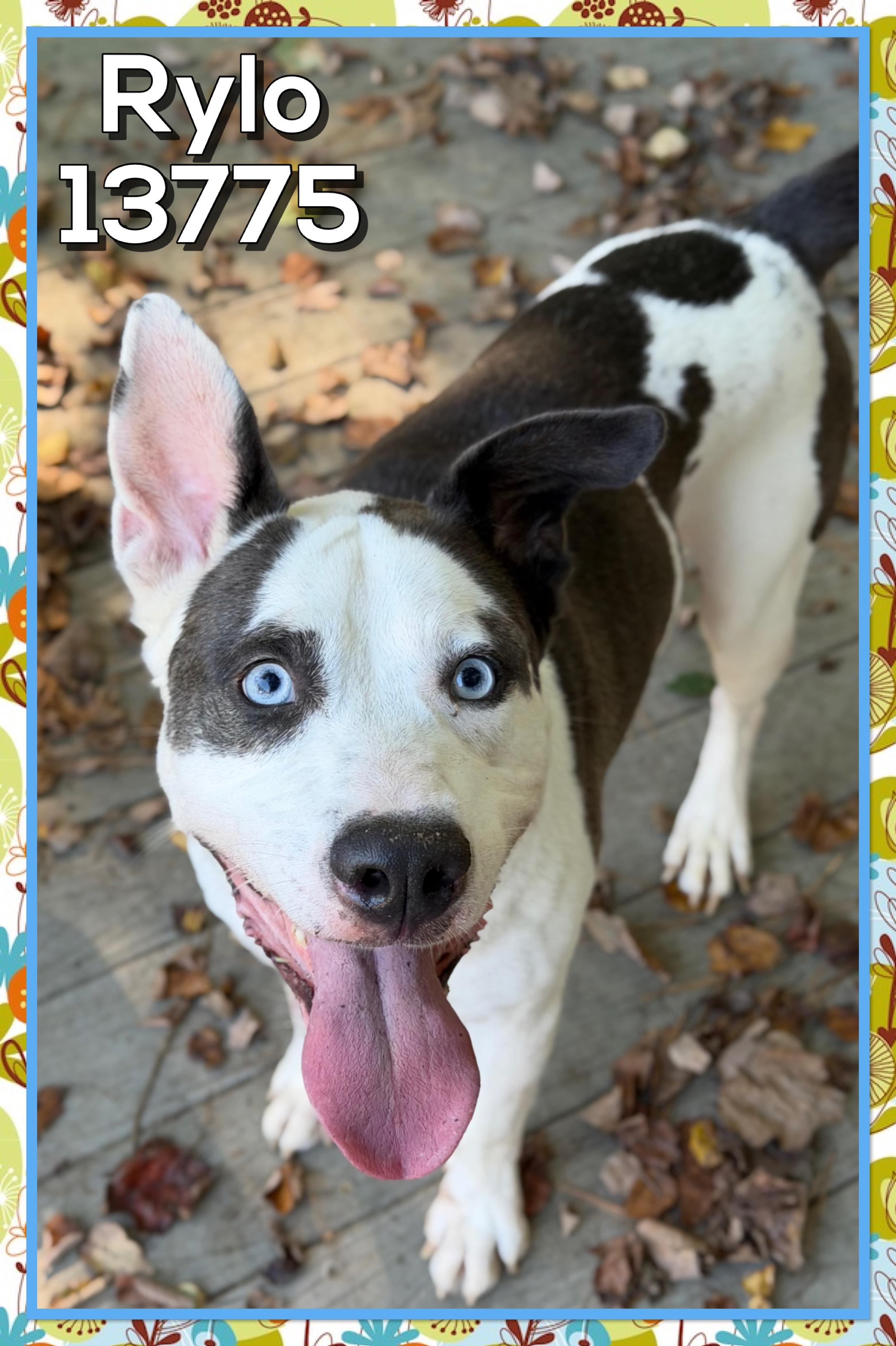 RYLO, a Adoptable mixed breed in Marietta, GA image 4/6