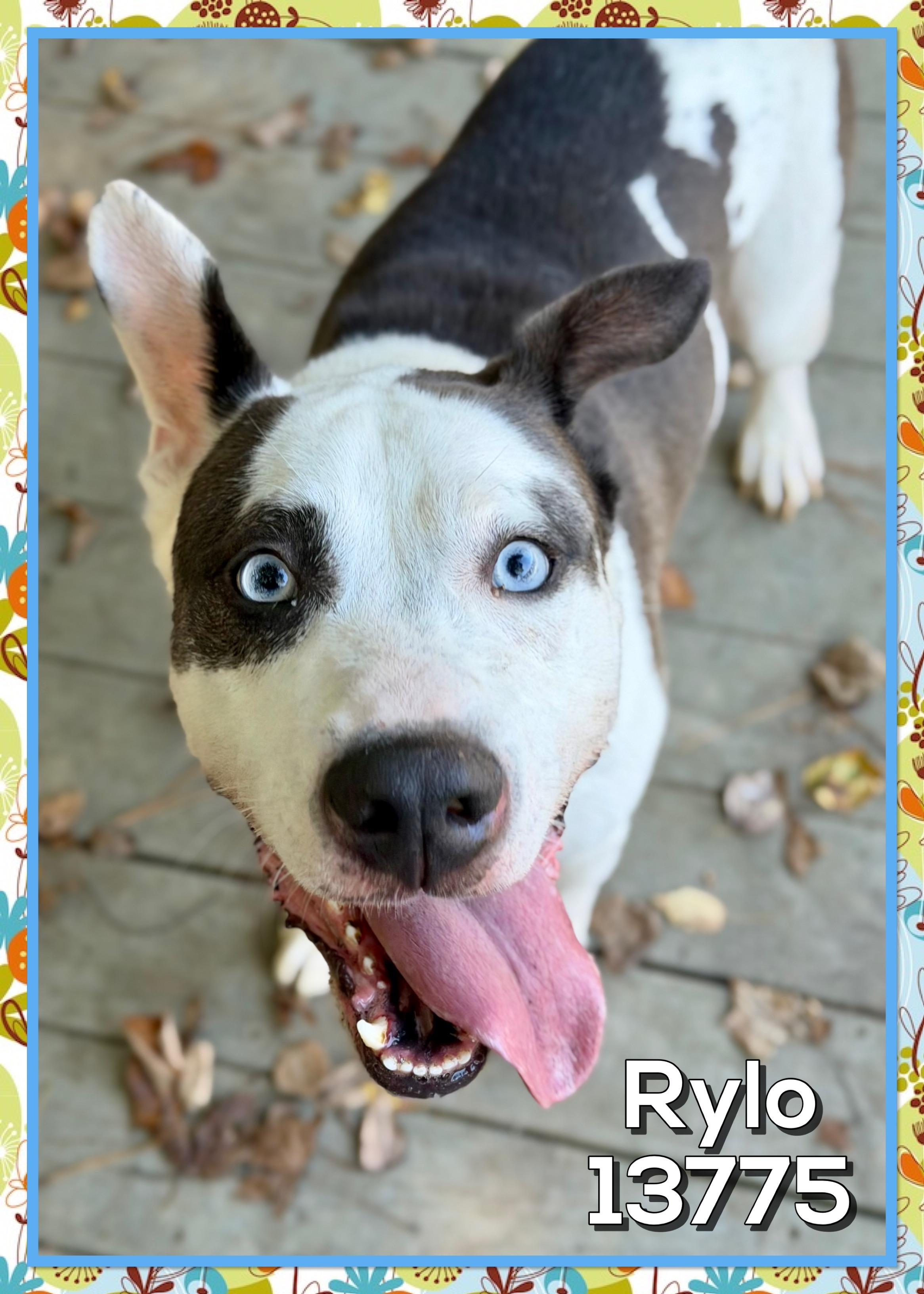 RYLO, a Adoptable mixed breed in Marietta, GA image 1/6