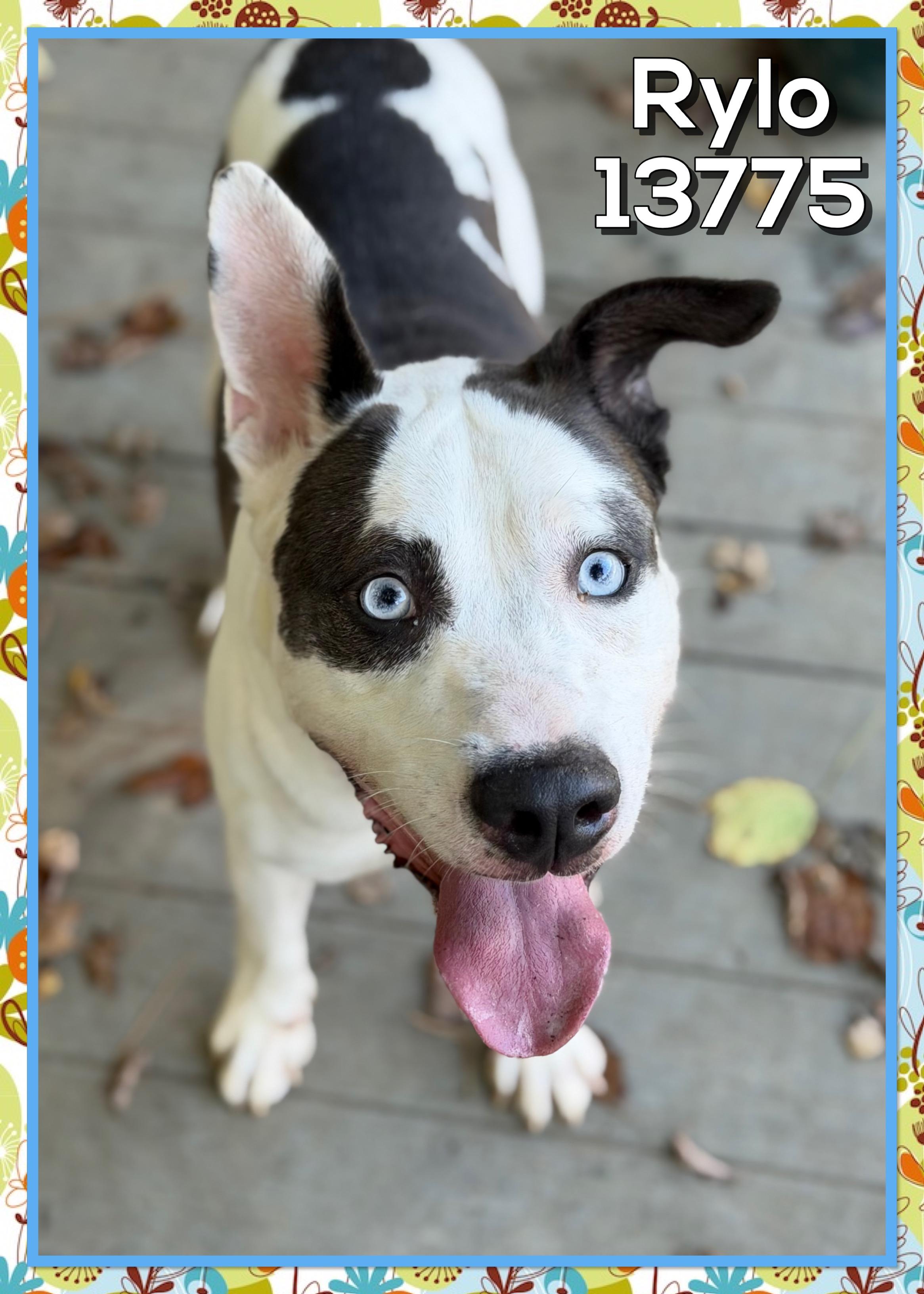 RYLO, a Adoptable mixed breed in Marietta, GA image 2/6