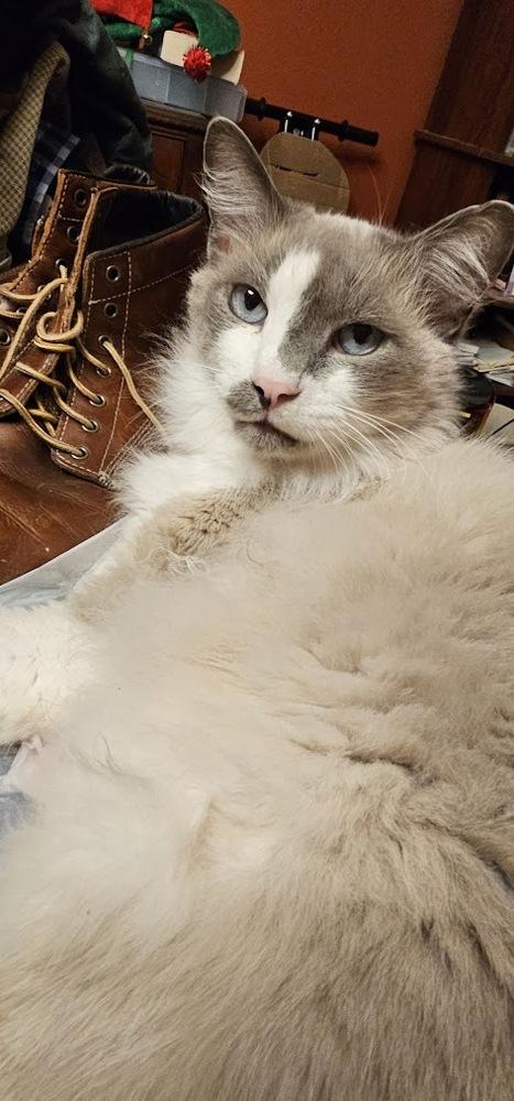 Okra, Adoptable, Senior Male Siamese.
