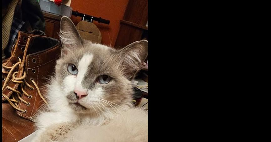 Enlarge Okra, a Adoptable mixed breed in Austin, TX image 1/1