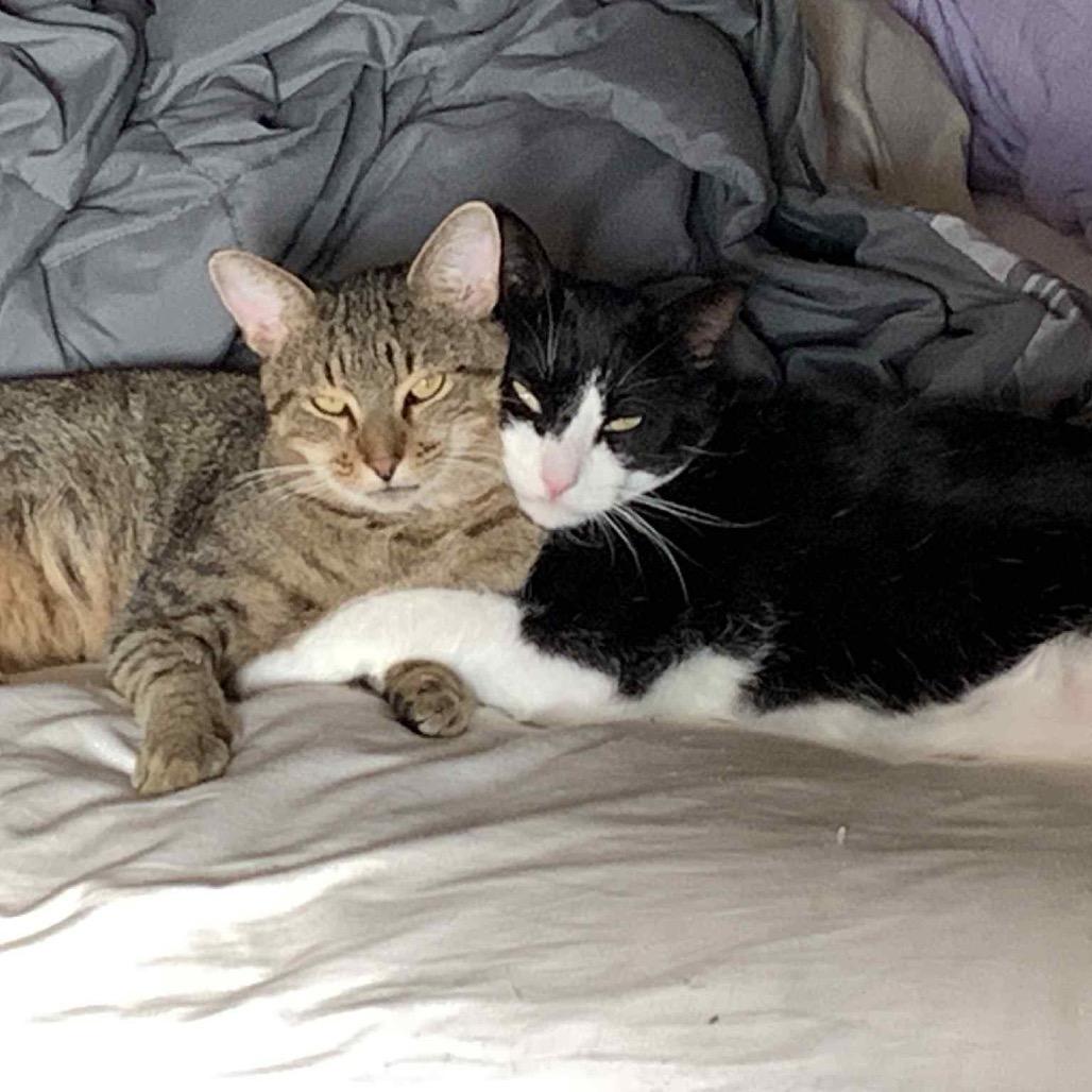 Wile E Coyote 55121, a Adoptable Domestic Short Hair in Lansing, MI image 1/6