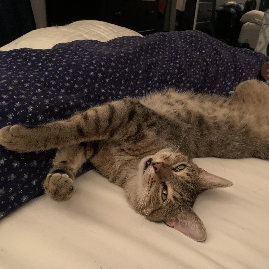 Enlarge Wile E Coyote 55121, a Adoptable Domestic Short Hair in Eaton Rapids, MI image 5/6