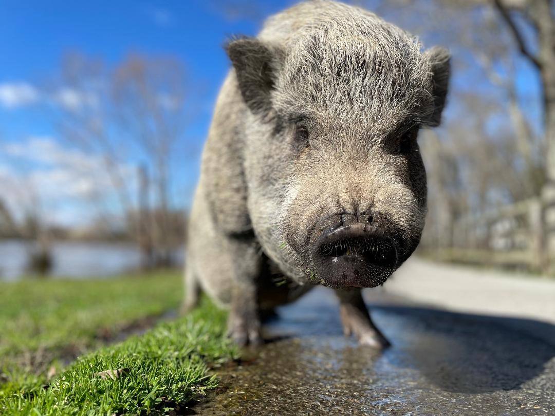 Jeff, a Adoptable Pot Bellied in Durham, NC image 1/4