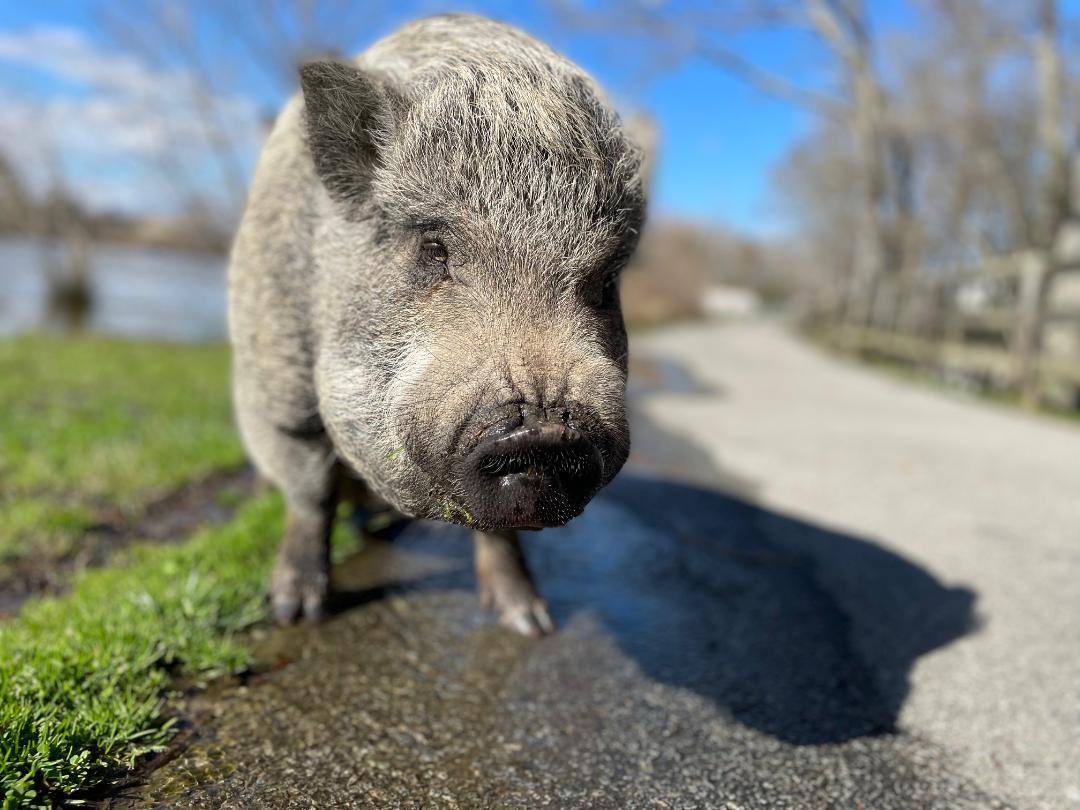 Jeff, a Adoptable Pot Bellied in Durham, NC image 2/4